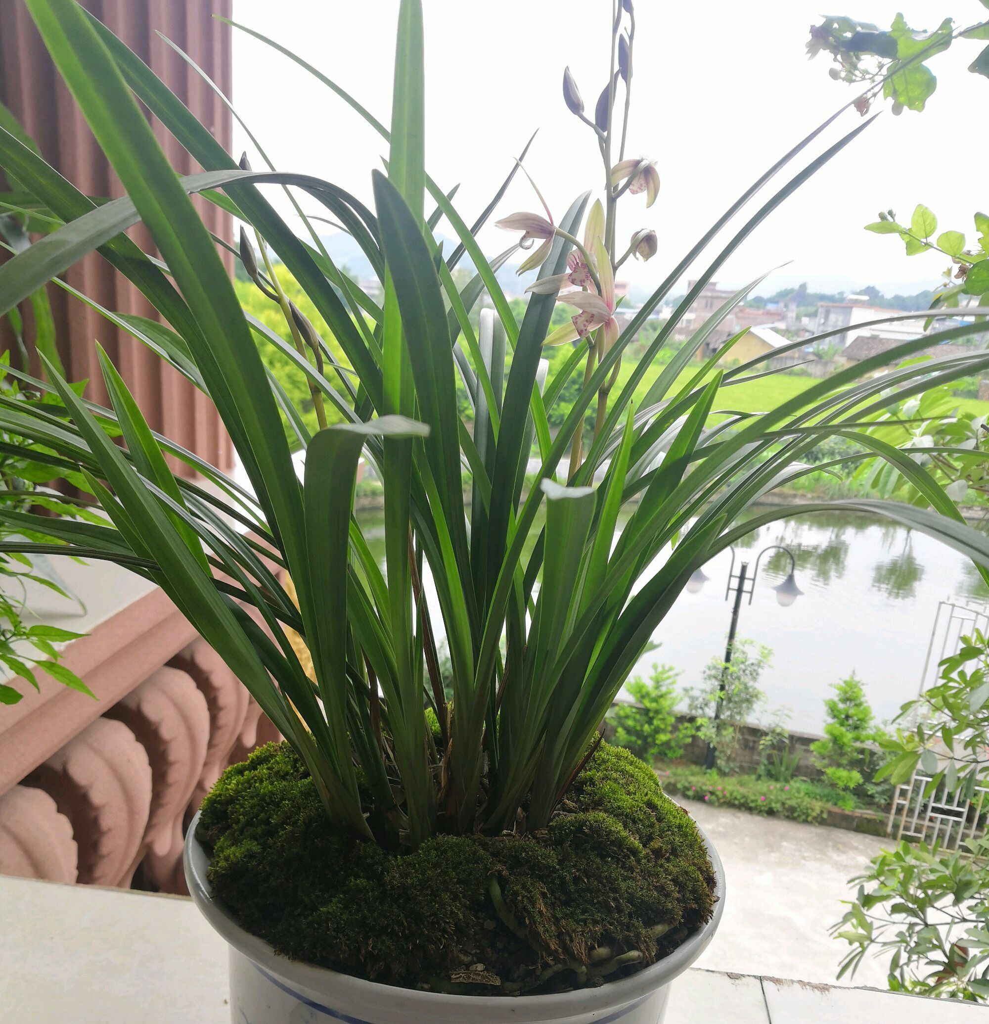 新手养兰花,把握几个关键点,兰花不黄叶烂根易出水晶头