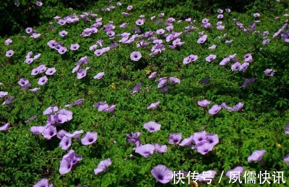 院子里长出这5种草，看到就铲除别犹豫，留下会“后患无穷”