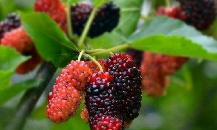 健康长寿|真正可以养肝护肝的中药，其实是3种！肝不好的人可别再错过了