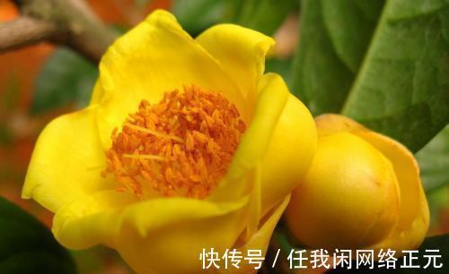 它被誉为是花卉界的“大熊猫”,观赏性强,泡茶煮汤效果更佳