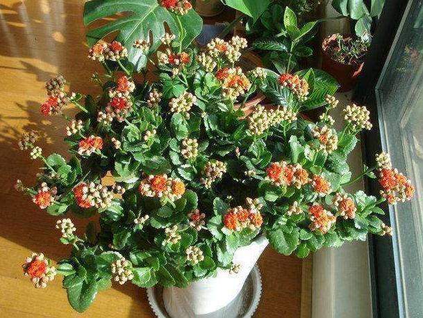 满头|她家的长寿花,满头花苞,一茬接一茬,原来是浇了“这种水”!