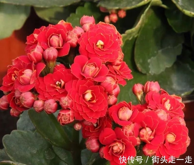 45种长寿花,个个都美爆了,你家养了多少种?
