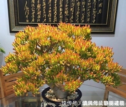 多肉|此款多肉植物，招财又好看，养成老桩盆景，谁见了都夸美！