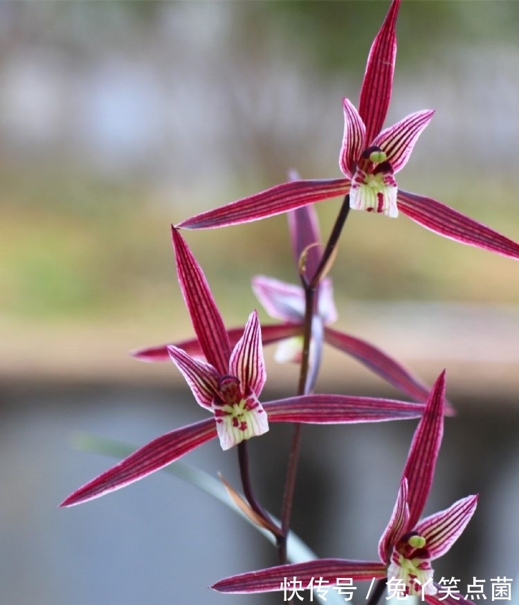 零下20度,“冻不死”的耐寒花,泼辣还好养,开品漂亮,喜庆吉祥