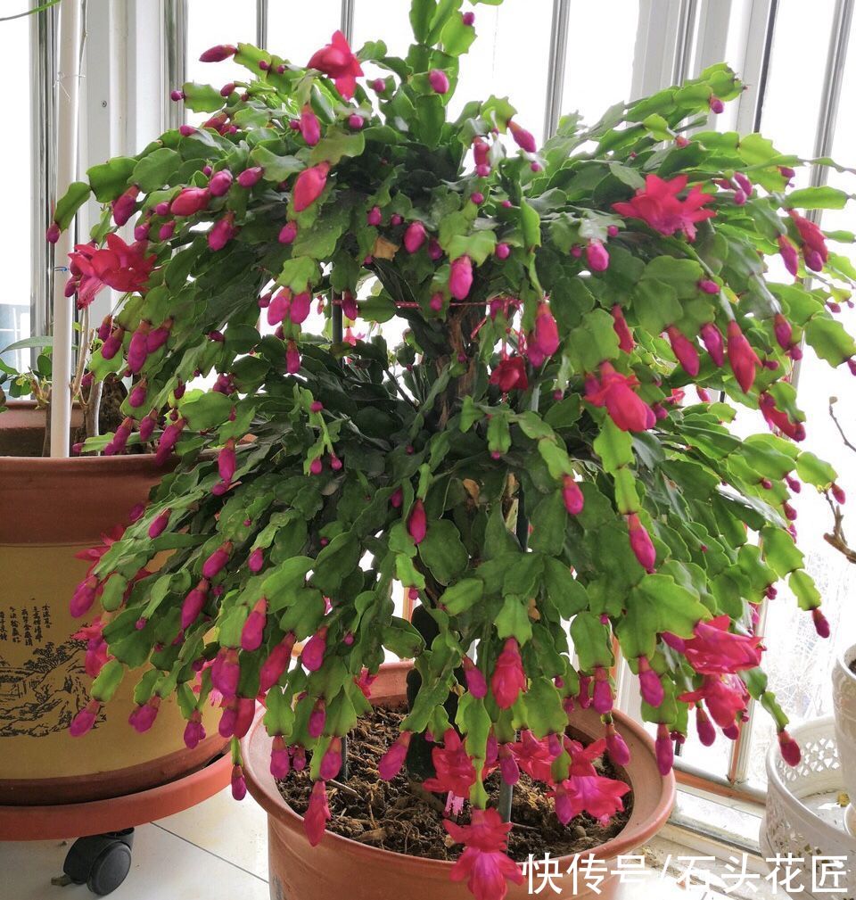 养花|气温高了，养花5种花别“乱浇水”，今天浇、明天可能就烂根