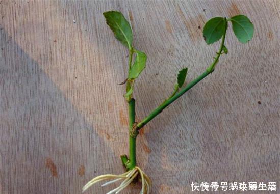 糖水|神奇的生根水,让各种半死不活的花卉瞬间长根,附生根水自制方法