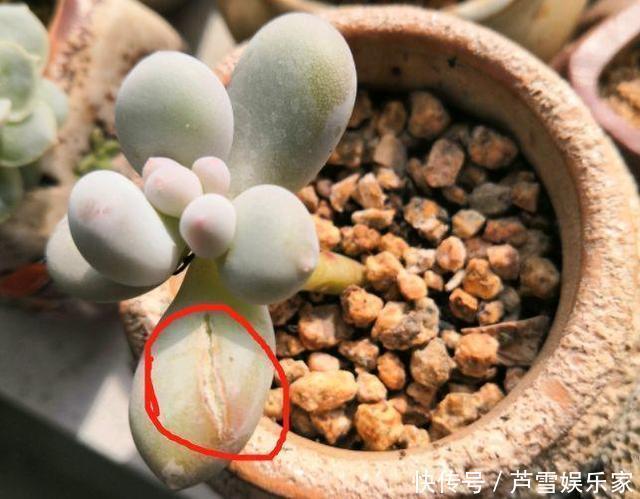 叶子|这种多肉，越浇水越丑，不浇水反而胖成球