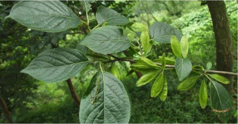 杜仲叶|农村老年人常泡的降压药材—杜仲叶,降血压、抗炎症功效,前景好