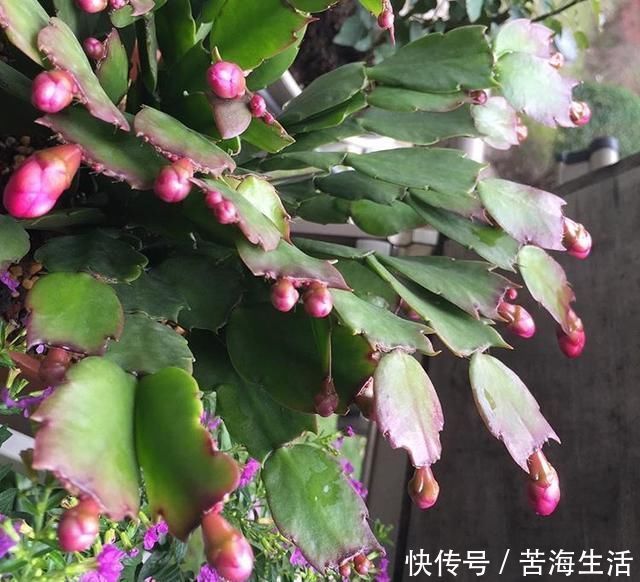 家里养蟹爪兰，提前准备3种肥料，到了9月开始“贴秋膘”