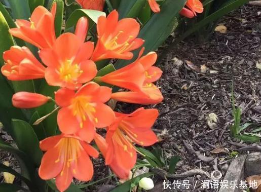 养君子兰、长寿花,盆里撒点“万能肥”,新芽猛长,呼呼开花!