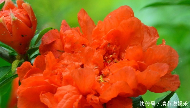 月季|新手养花,就养花开红似火,比月季好养的花卉,开的喜庆!