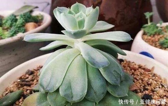 多肉徒长的“3个秘密”，这3点“不要做”，不徒长，不摊大饼！