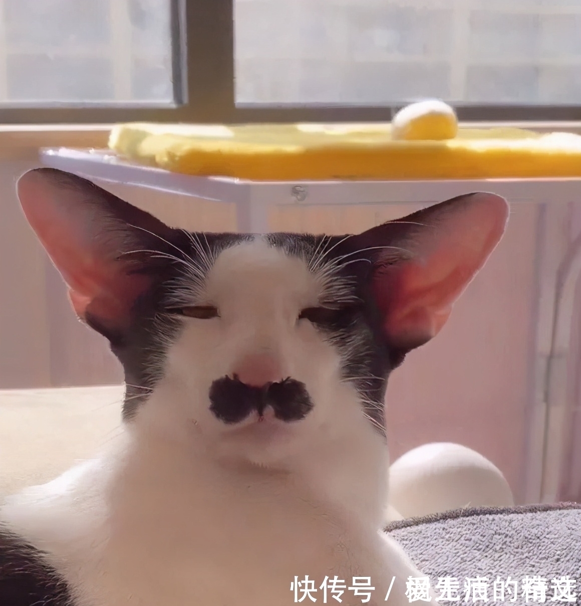 |搞笑GIF:这位姑娘想过年前谈个恋爱,要求很过分吗?