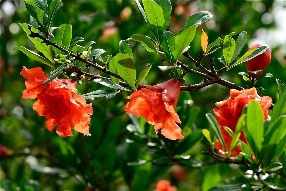 家养一盆石榴花,观花又观果,吸走“含铅毒气”,红红火火家兴旺