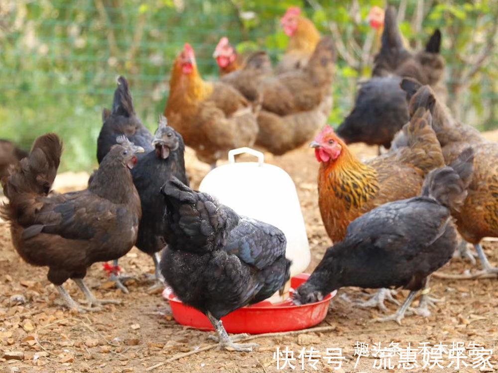 市场价|去年每公斤6毛钱，今年市场价猛涨10倍，却有农民拿它喂鸡