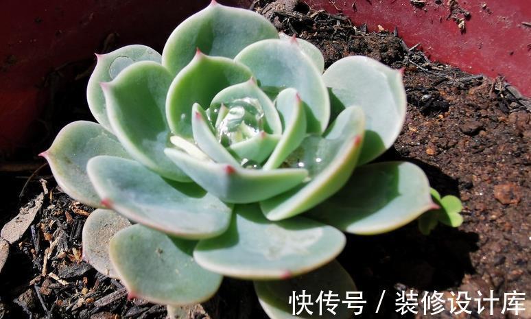 时节|9月养多肉，不要粗心大意，注意这3点盆栽才能平稳生长
