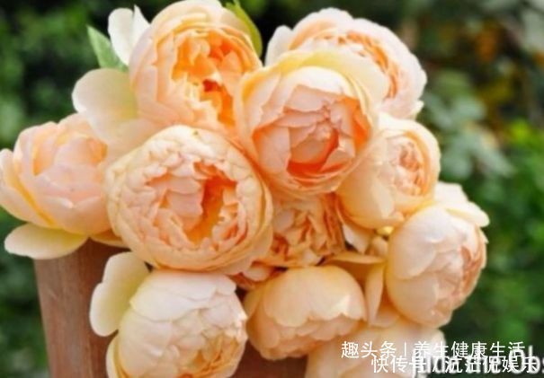 裘德|喜欢牡丹，不如养盆“玫瑰精品”无名的裘德，水果香味，四季开花