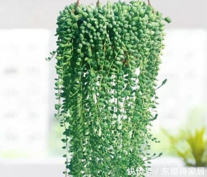 世上公认最美的3种花,谁见了都喜欢,家里养一盆,招财又纳福