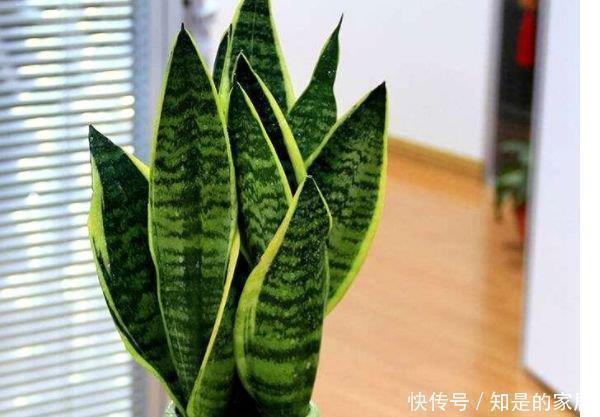 四种花不怕水，越浇长得越旺，松松长到爆盆，叶片肥壮绿油油