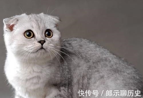 挪威森林猫|十二星座的专属“宠物猫”狮子座挪威森林猫，双鱼座苏格兰折耳猫