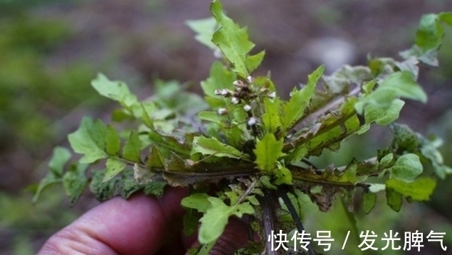 败酱|农村这5种抗癌野菜，见到了可别错过了，在城里有钱也很难买到呢