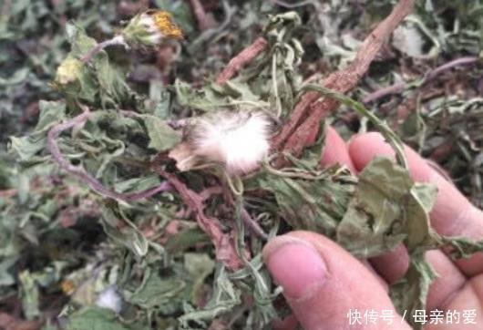 蒲公英和它是好搭档,坚持喝,淡化色斑、清理肝脏,早知早受益!