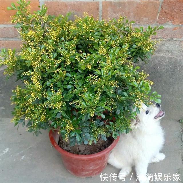 米兰花只有嫩叶，老叶全掉了是怎么回事只怪你过于勤快