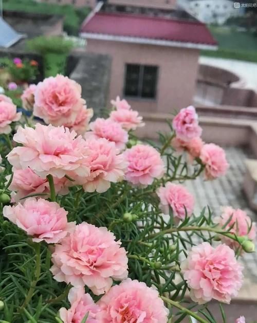 4种“开花机器”，现在养一盆正合适，放在家里三季有花，四季有景！