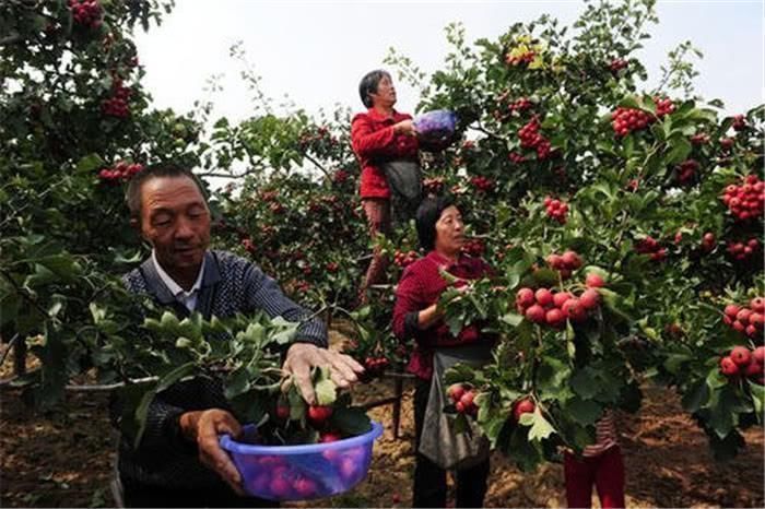  2年前卖不上价，去年价格猛涨，如今很多人种植，苗价跟涨