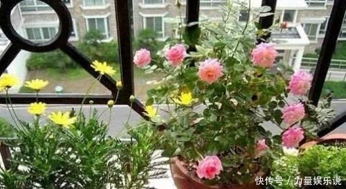 花友会|养的花干巴巴用这种废水浇盆里,土壤疏松如“蛋糕”