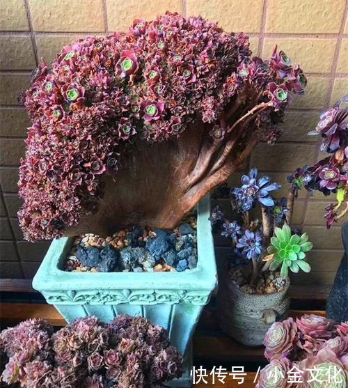 养肉的最高境界,多肉都缀化了,长成了小树桩,像极了孔雀开屏