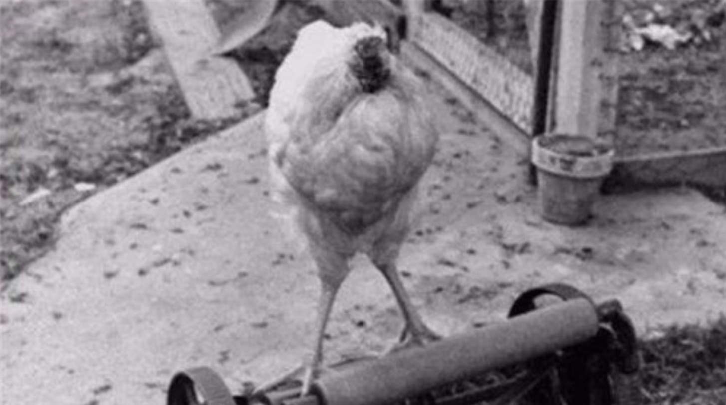 美国无头鸡麦克头被砍掉,却活了18个月,还在全国巡演