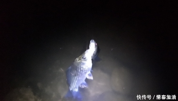 天气|夏季白天鲫鱼不咬钩,大鲫鱼这样钓才够狠,别不信,一钓一个准