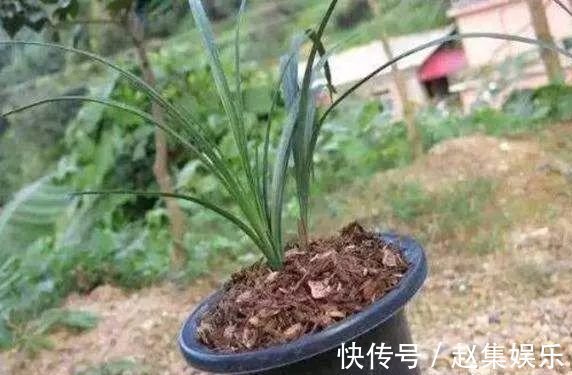 土壤|养花不用买土,用这几样东西掺一块儿,种什么花草都旺