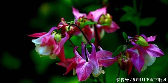 阳台|新手养花,适合养一盆“阳台精品”耧斗菜,古典美丽,花开火红