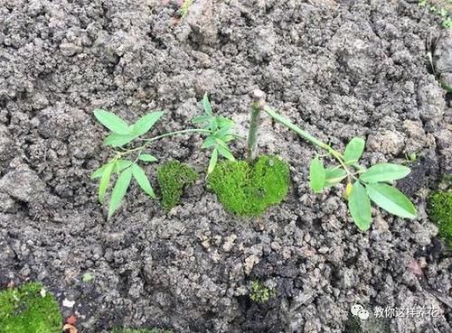 1种花太好养，剪根枝插土里就能活，花开如瀑布，比桂花还香！