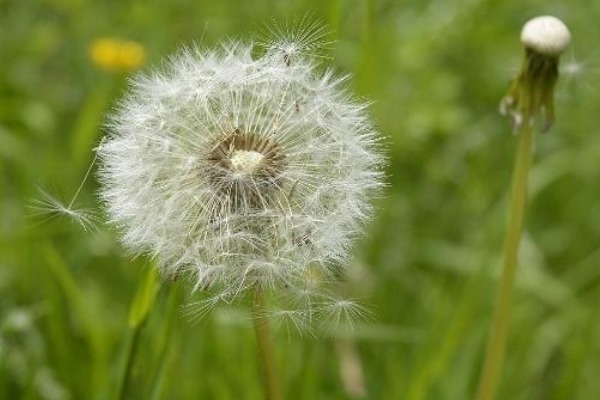 养肝排毒|蒲公英和它“天生一对”,早晚坚持喝,养肝排毒,人也变年轻了