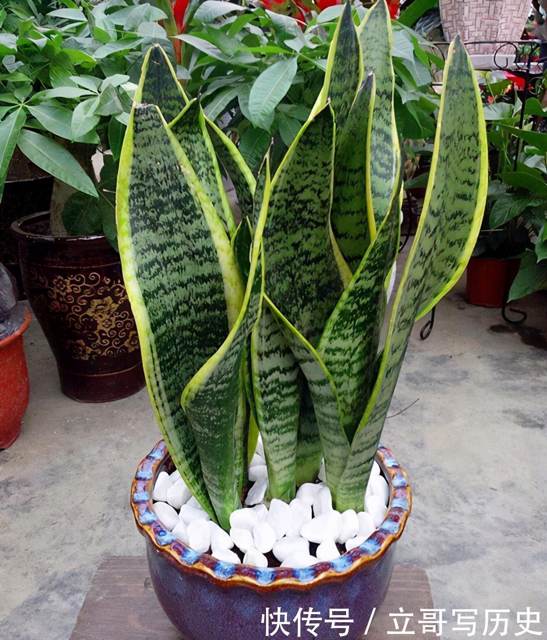 6种省心植物,做到这几点,养好无忧