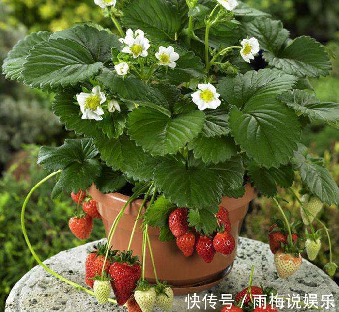 阳台|最适合阳台种植的5种盆栽水果,结果多、好养活,健康又美味!