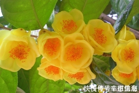 此花|此花是“植物界的大熊猫”,开花时耀眼夺目,象征着谦虚的自然美