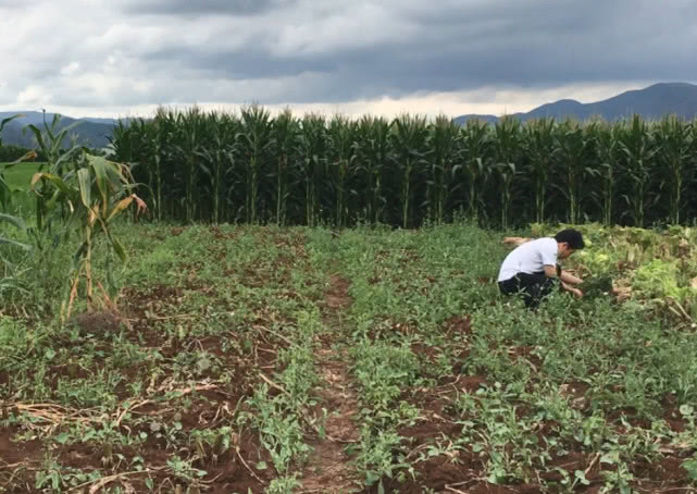 牛筋草|农田里一种野草,叶子边缘全是小刺,但挖来煮熟蘸辣椒盐特别好吃