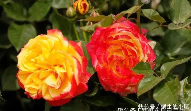 养花“学一招”,不花钱,家里也能成小花园