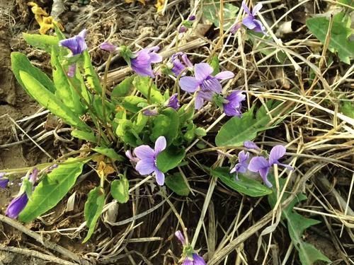 地黄瓜|人称“地黄瓜”,营养很高,用来包饺子是一绝,春季错过太可惜