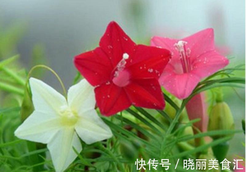 养花试试这几款,花叶聚美,伴随着清风还能闻到淡淡的花香