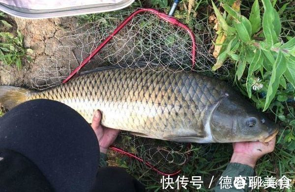 钓动|户外钓鲤鱼,把握好这6钓6不钓,渔获往往不会差