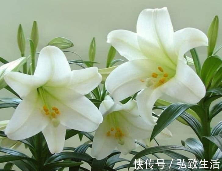 4款艳美的花卉，花大色艳花期长，看了就让人沉醉，年年开花不断