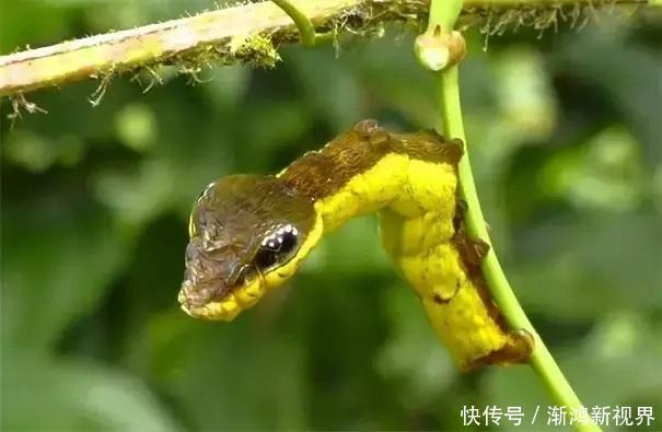 24张“活久见”生物照，仿佛来自另一个星球