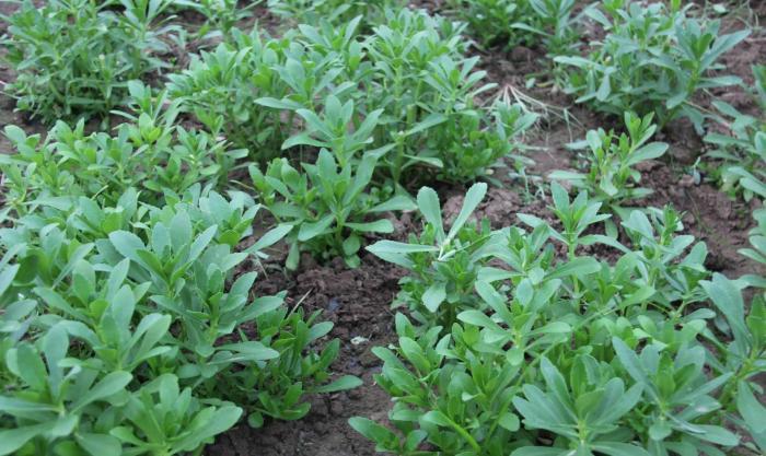 灰灰菜|5种“高钙”菜,农村常见,营养高口感好,却被当成了杂草,可惜