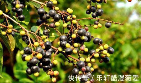 棠梨子|在農村很常見的8種野果，在農村長大的你，都吃過嗎