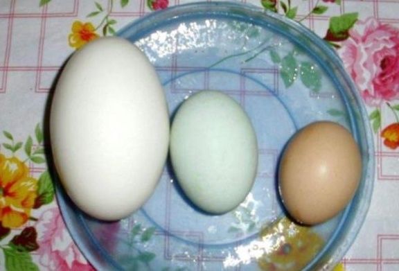 孕期|孕妇吃鹅蛋，对胎儿发育有帮助，那你知道该什么时候吃吗？